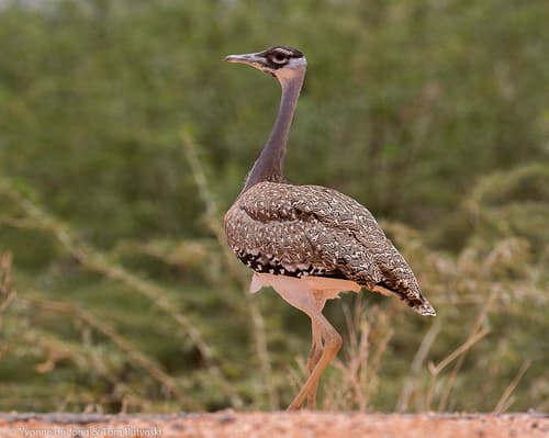 Heuglin's Bustard