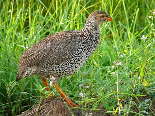 Heuglin's Spurfowl