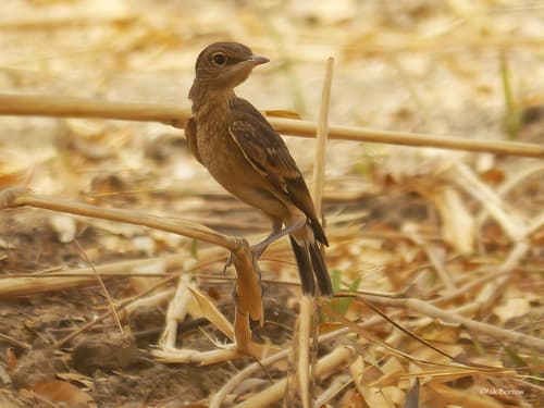 Heuglin's Wheatear