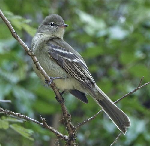 Highland Elaenia