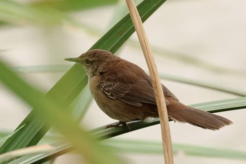 Highland Rush Warbler
