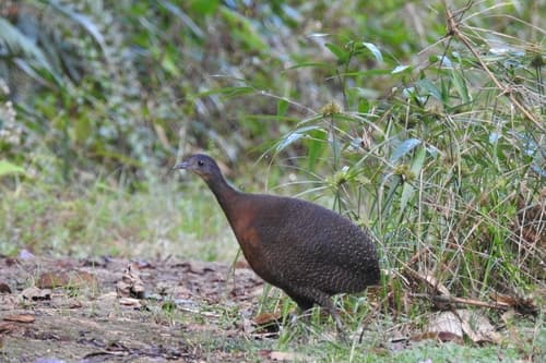 Highland Tinamou