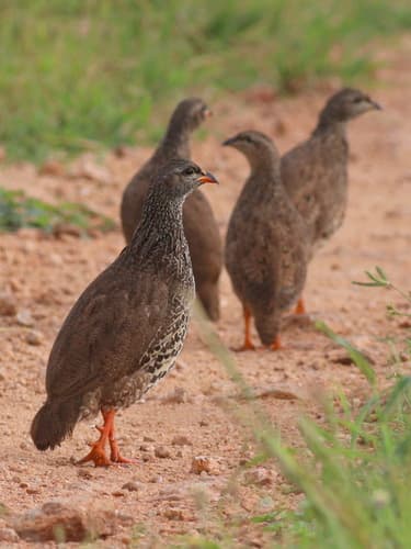 Hildebrandt's Spurfowl
