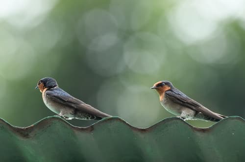 Hill Swallow