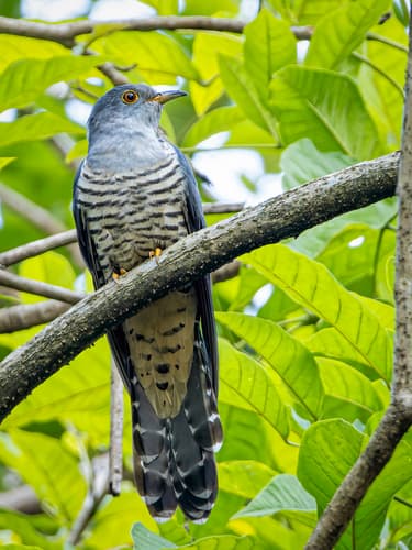 Himalayan Cuckoo