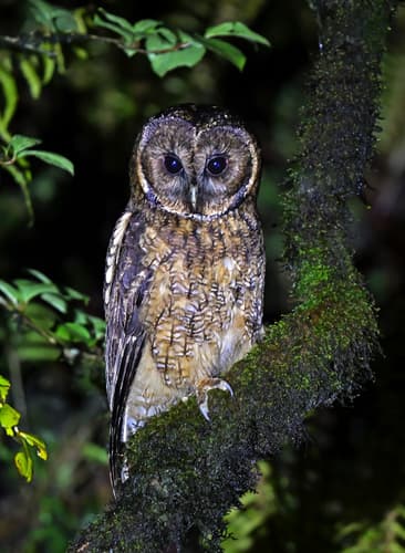 Himalayan Owl