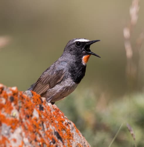 Himalayan Rubythroat