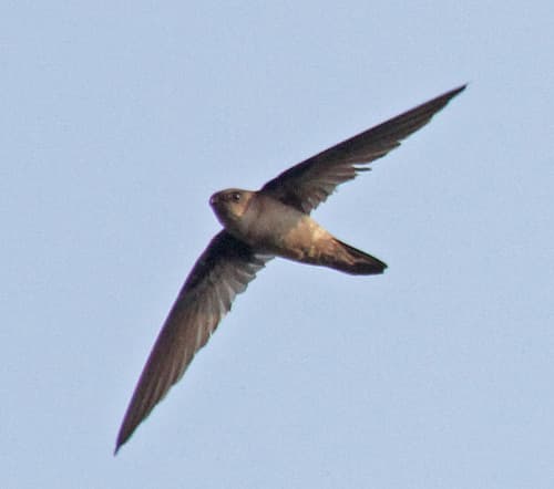 Himalayan Swiftlet