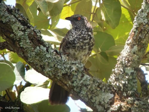 Hinde's Pied-Babbler
