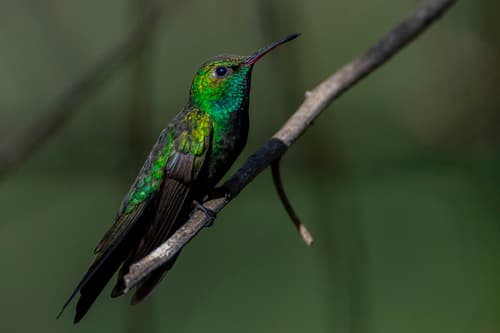 Hispaniolan Emerald