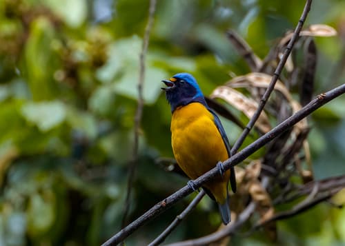 Hispaniolan Euphonia