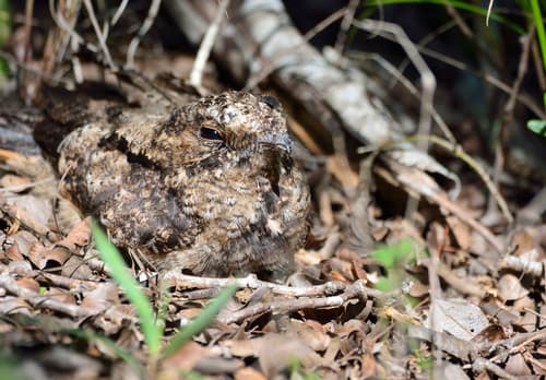 Hispaniolan Nightjar