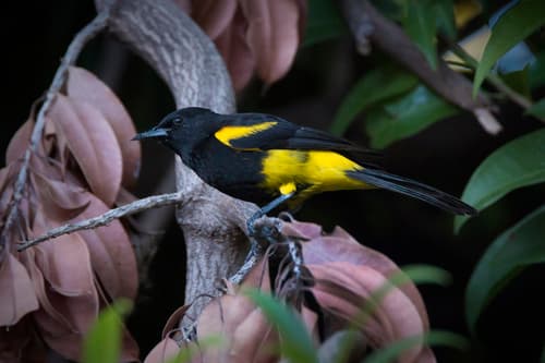 Hispaniolan Oriole