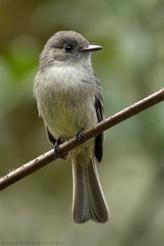 Hispaniolan Pewee