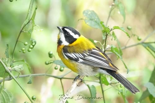 Hispaniolan Spindalis