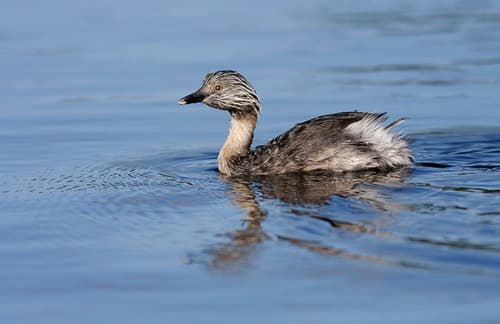 Hoary-headed Grebe