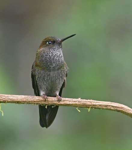 Hoary Puffleg