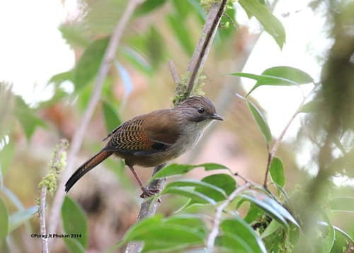 Hoary-throated Barwing