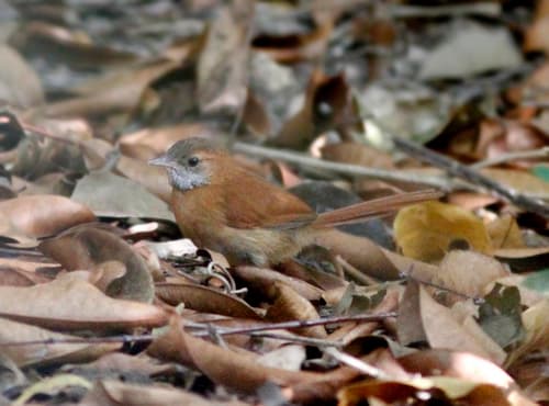 Hoary-throated Spinetail