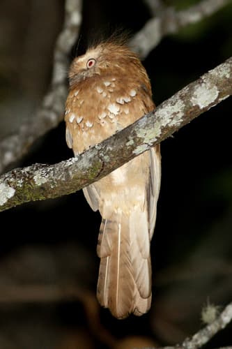 Hodgson's Frogmouth