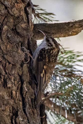 Hodgson's Treecreeper