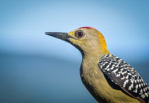 Hoffmann's Woodpecker
