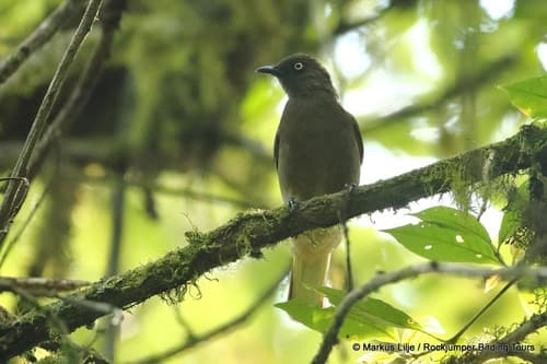 Honeyguide Greenbul
