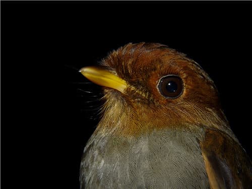 Hooded Antpitta