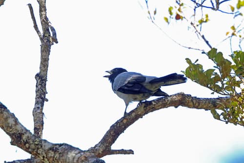 Hooded Cuckooshrike