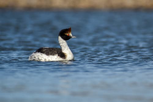 Hooded Grebe