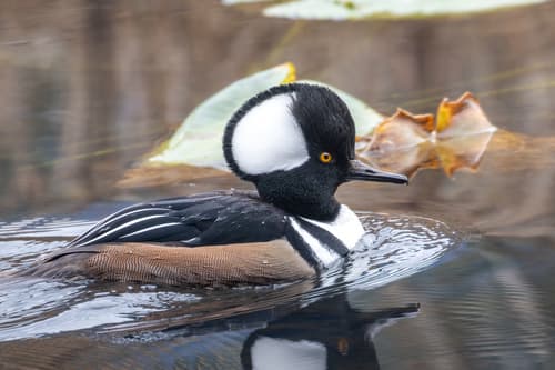 Hooded Merganser