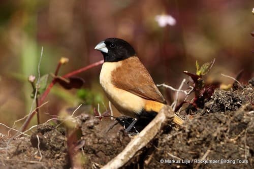 Hooded Munia