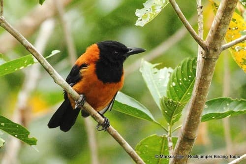Hooded Pitohui