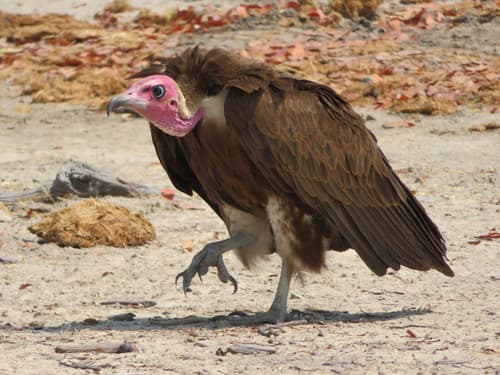 Hooded Vulture