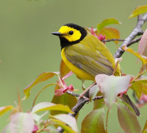 Hooded Warbler