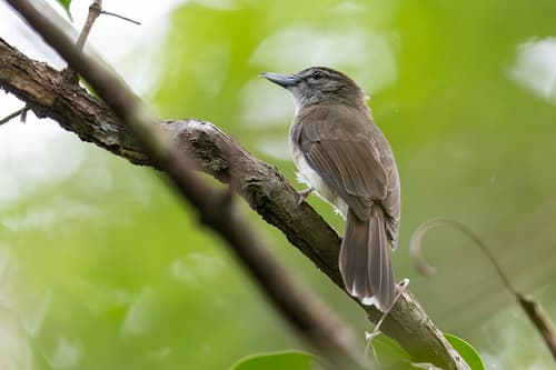 Hook-billed Bulbul