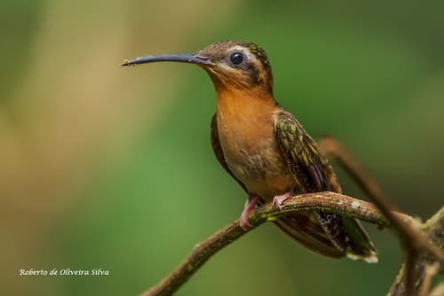 Hook-billed Hermit