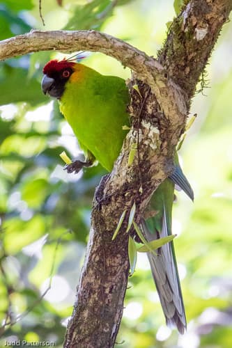 Horned Parakeet