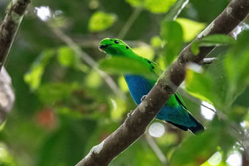 Hose's Broadbill