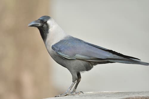 House Crow