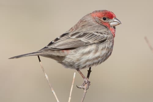 House Finch