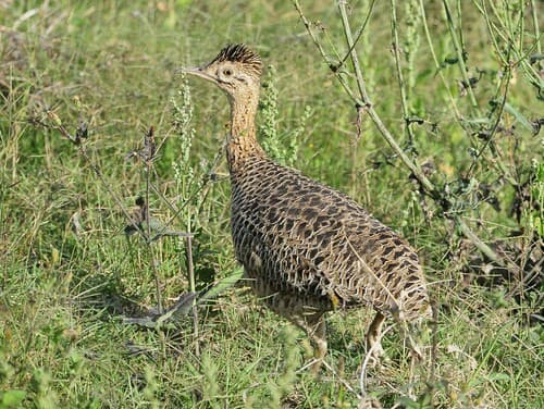 Huayco Tinamou