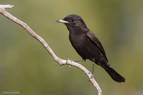 Hudson's Black-Tyrant