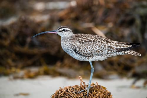 Hudsonian Whimbrel