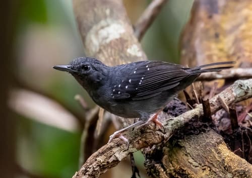Humaita Antbird
