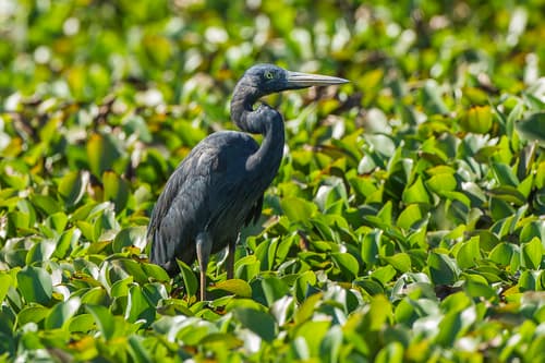 Humblot's Heron