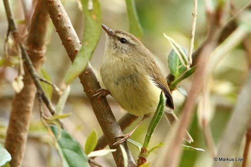 Hume's Bush Warbler
