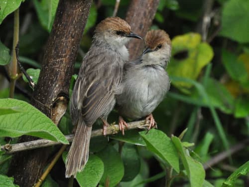 Hunter's Cisticola