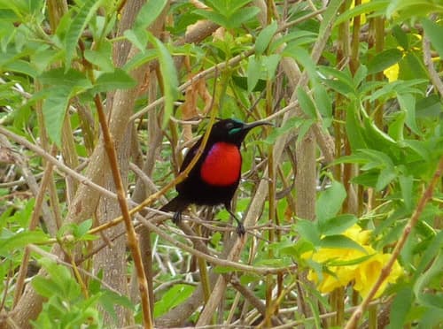 Hunter's Sunbird
