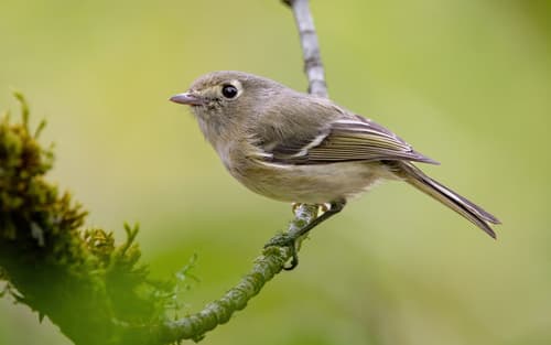 Hutton's Vireo